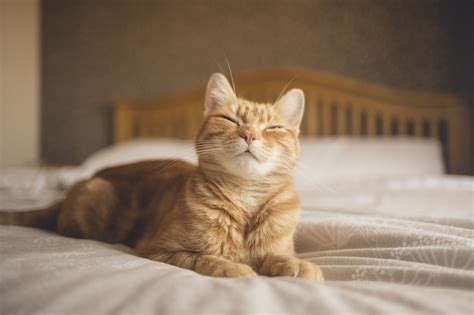 cat kneading   odd adult feline behavior