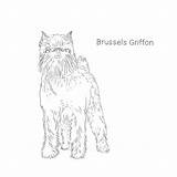Griffon Drawing Paintingvalley sketch template