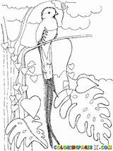 Quetzal Coloriage Coloriages Uccelli Perroquet Perroquets Bird Simbolos Guatamala Patrios Tecun Riscos Disegno Lunatique Pintar Pinta Monja Sus Stampa Designlooter sketch template