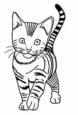 Kolorowanki Gatti Katzen Koty Wydrukowania Stampare Cartonionline Chats sketch template