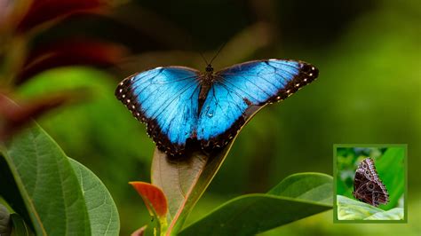 las curiosidades de la mariposa morpho  su exotica belleza  inspiro