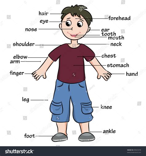 cartoon child vocabulary body parts vector stock vector royalty