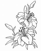Flower Flowers Drawing Coloring Jasmine Pages Plant Cliparts Netart Drawings Color Chinese Outline Plants Printable Wheat Print Clipart Getdrawings Para sketch template