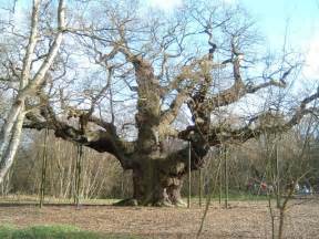 major oak  paul allison geograph britain  ireland