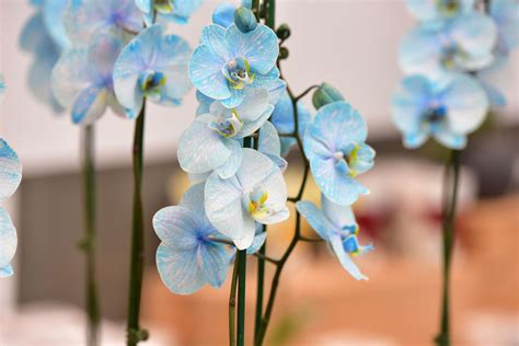 Meaning Of Orchid Flowers