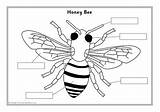Minibeast Labelling Bee Label Parts Bumble Activities Sheets Diagram Kids Printable Bug Children Minibeasts Simple Diagrams Sparklebox Insects Kindergarten Eyfs sketch template