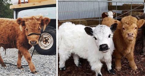 fluffy miniature cows      pet    adorable