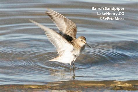 bairds sandpipers bath time