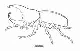 Beetle Rhino Drawing Deviantart Beetles Drawings Bug Colouring Insects Sheet Animal Visit Getdrawings sketch template