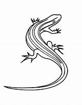 Lizard Outline Drawing Coloring Pages Kids Getdrawings Monitor Color Getcolorings Spiderman sketch template