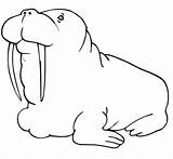 Walrus Coloring Fat Pages Cute Baby Printable Color Designlooter Clipart Categories Supercoloring 67kb 1080px 1168 sketch template