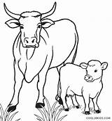 Cow Vaca Kuh Vache Veau Colorir Cool2bkids Ausmalbilder Kalb Ausmalbild Desenhos Becerros Imprimer Ausdrucken Animal Figuras Impressão Páginas Grátis sketch template