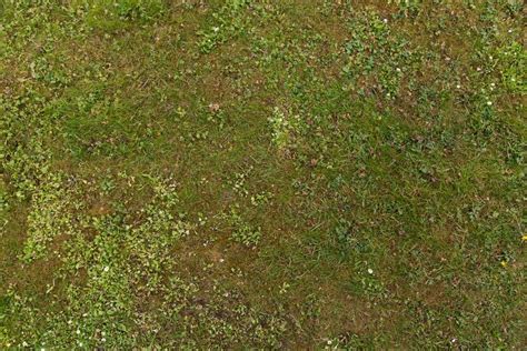 grass ground green  texture