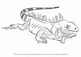 Iguana Drawing Lizard Draw Step Drawings Paintingvalley Learn sketch template