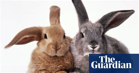 Improbable Research The Effect Of Mobile Phones On Rabbit Sex