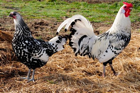 speckled chicken breeds  hip chick