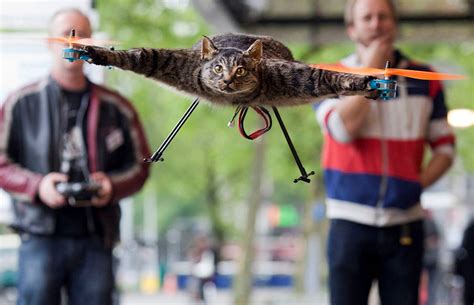 psbattle  taxidermied cat drone rphotoshopbattles