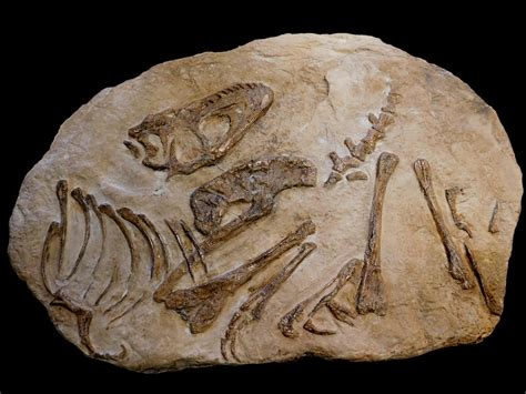 juvenile tarbosaurus bataar fossil replica wall mount natural bone fin