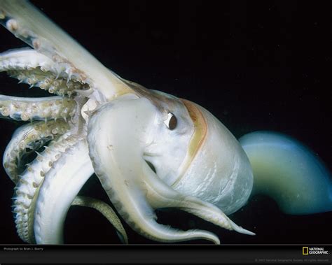 ancient legendary giant squid     extraordinary animals living   planet