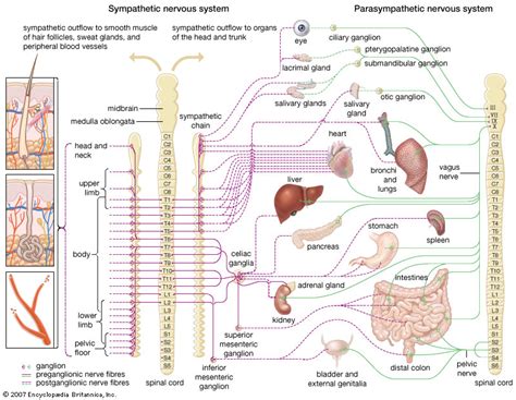 Human Nervous System The Autonomic Nervous System