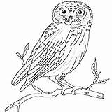 Owl Coloring Pages Burrowing Realistic Printable Drawing Getcolorings Getdrawings Colorings 230px 38kb Color Momjunction sketch template