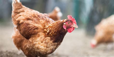 cruel cages hens suffering  british egg farm animal equality uk