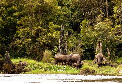 Taman Nasional Kerinci Seblat Di Sumatera