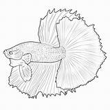 Betta Fish Bettas Bestcoloringpagesforkids Coloringbay Koi sketch template