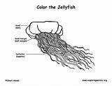 Jellyfish Coloring Biology Exploringnature sketch template