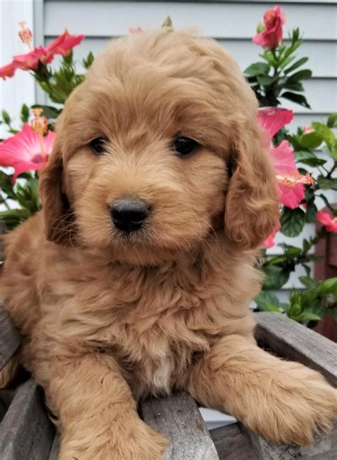 goldendoodle puppies  sale middleburg pa