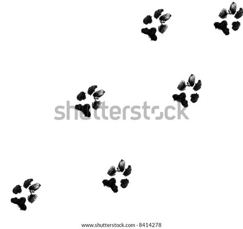 black dog paw prints  white stock photo edit