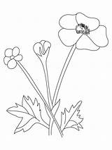 Buttercup Coloring Pages Flower Pod Kids Recommended Color sketch template