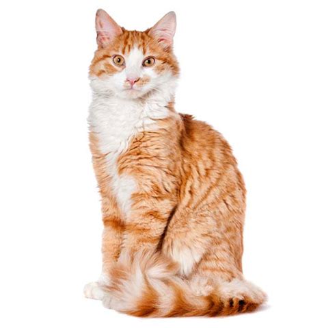 physical characteristics  cats learn   ears eyes body