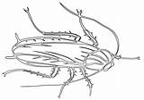 Cockroach Coloring Pages sketch template