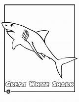 Shark Great Coloring Pages Color Printable Animals Print sketch template