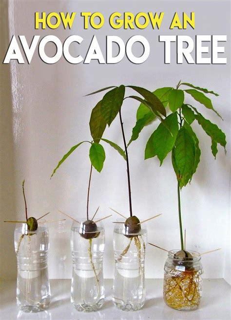 How To Grow An Avocado Tree Did You Know That You Can Grow Avocado Tree