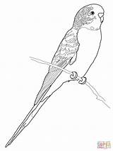 Coloring Parrot Budgie Budgerigar Pages Printable Perruche Coloriage Bird Supercoloring Print Colouring Drawing Imprimer Budgerigars Parakeet Adult Click Parrots Color sketch template
