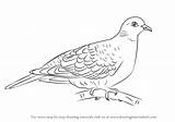Dove Turtle Drawing Draw Doves Step Birds Getdrawings Learn Tutorials Drawingtutorials101 sketch template