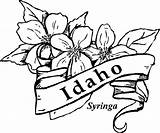Coloring Idaho Flower State Pages Flowers Syringa Kids Drawings Blossom Orange Printable Gif Florida Choose Board Central 33kb sketch template