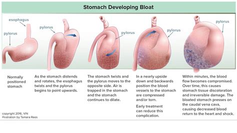 big bad bloat  pet hospitals