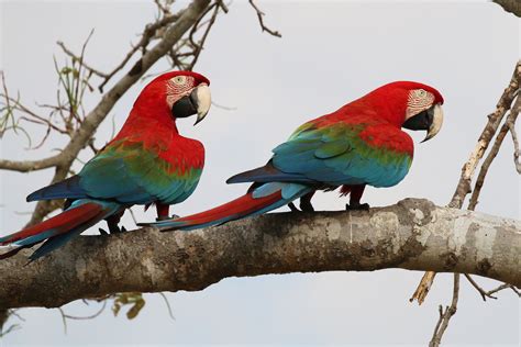 ara chloroptere ara chloropterus red  green macaw