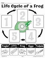 Frog Cycle Worksheet Life Printable Worksheets Cut Kids Amphibians Coloring Paste Preschool Frogs Activities Cycles Book Supplyme Science Lifecycle Craft sketch template