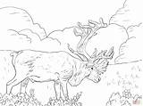Caribou Coloring Pages Porcupine Grant Color Printable Moose Drawing Reindeer Colorings Skip Main Version Click Animal Sheets Designlooter Choose Board sketch template