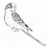 Wavy Parrot sketch template