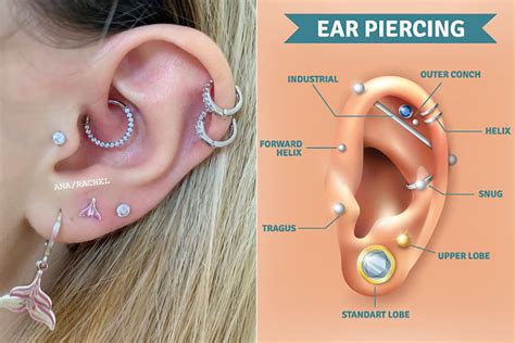 guide    popular types  ear piercings lets eat cake