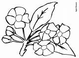 Bunga Coloring Blossom Apple Hitam Putih Flower Pages Mawar Gambar Mewarnai Big Clipart Popular Coloringhome sketch template