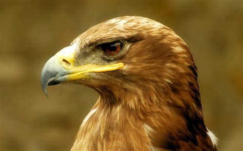 golden eagle hd wallpapers backgrounds wallpaper abyss