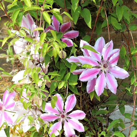 Clematis Nelly Moser Easy To Grow Bulbs