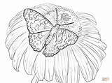 Kwiatku Lady Kolorowanka Rysunek Motyl Kolorowanki Rusalka Dla Getdrawings sketch template