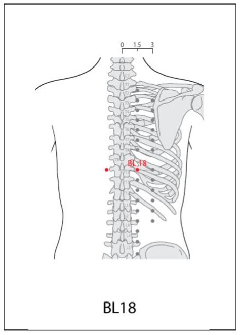 bl  acupuncture point acupuncture point locations review